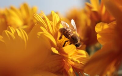 Creëer betrokkenheid bij je werkgeversmerk met contentmarketing